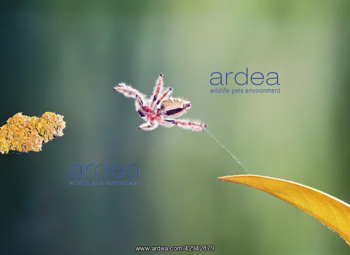 : Indonesian Jumping Spider - jumping : Indonesian Jumping Spider - jumping
