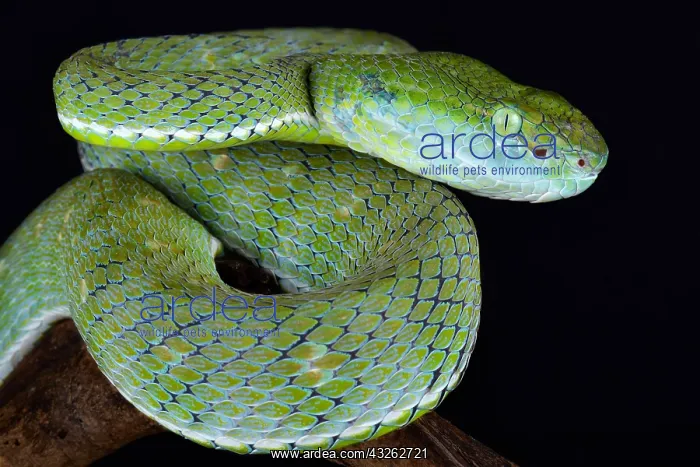 : The Indonesian pit viper (Parias hageni) is a large : The Indonesian pit viper (Parias hageni) is a large