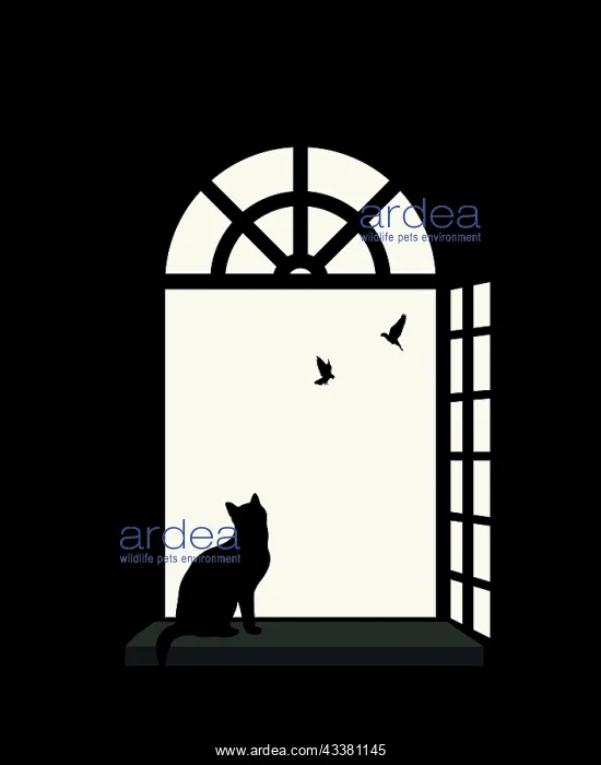  : Indoor cat silhouette at the window, wathing bir