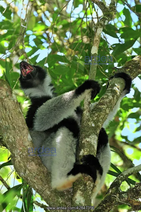 : Indri - calling - largest lemur : Indri - calling - largest lemur