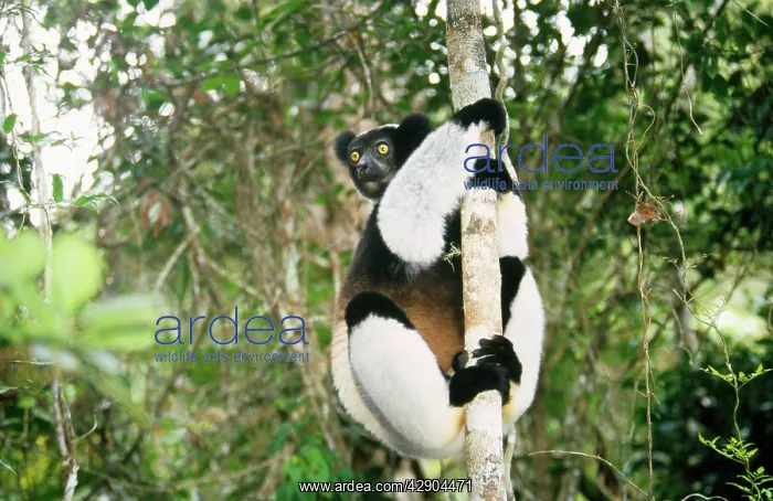 : INDRI - clasping to trunk : INDRI - clasping to trunk