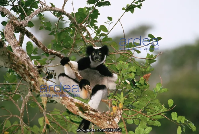: Indri - feeding in canopyS : Indri - feeding in canopyS
