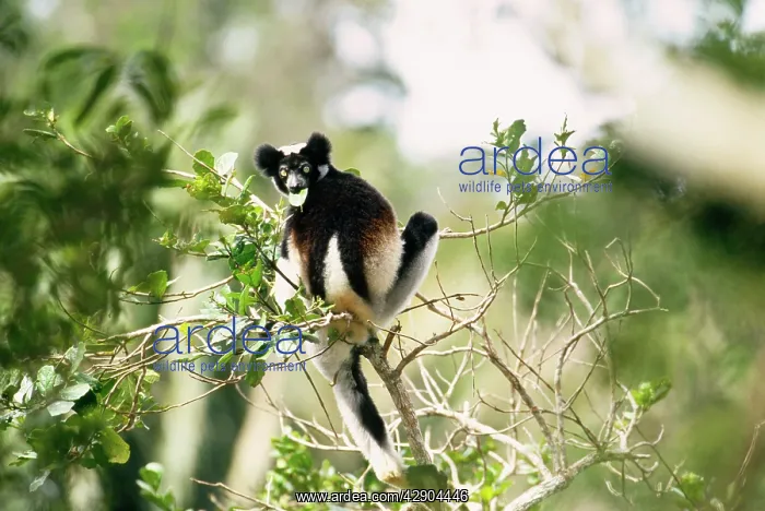 : INDRI - feeding, top of tree : INDRI - feeding, top of tree
