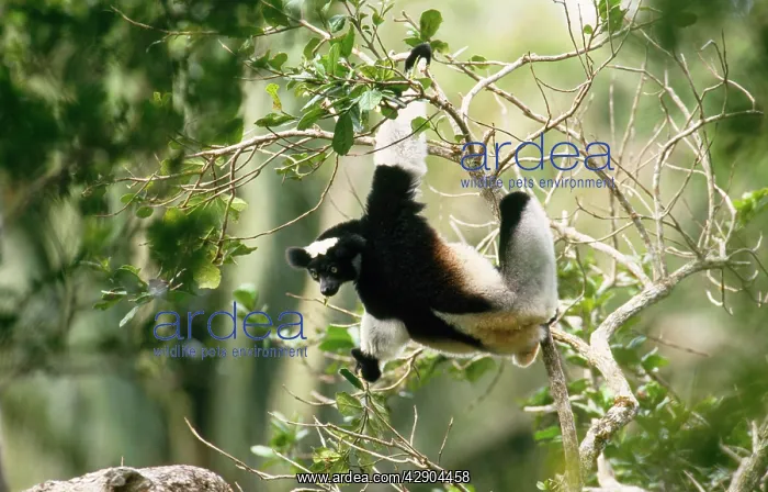 : INDRI - feeding in twigs : INDRI - feeding in twigs