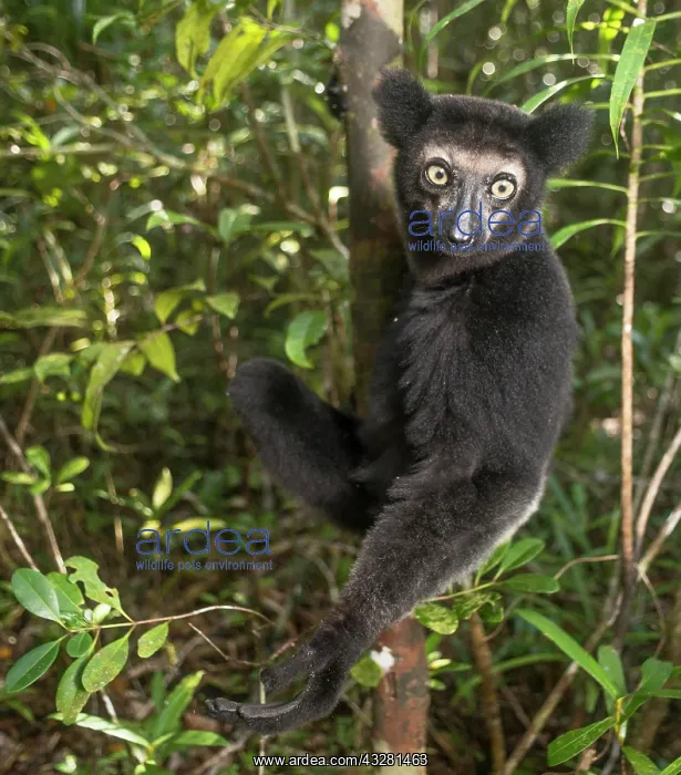 : Indri (Indri Indri) climbs the tree, Madagascar : Indri (Indri Indri) climbs the tree, Madagascar