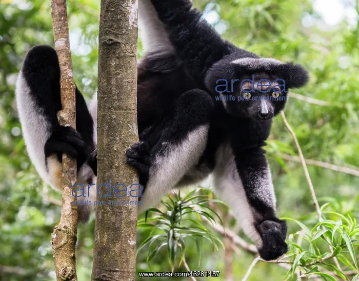 : Indri (Indri Indri) hangs in tree, Madagascar, Africa : Indri (Indri Indri) hangs in tree, Madagascar, Africa