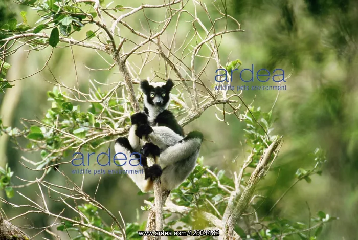 : Indri (Indri indri). Perinet Indris Reserve, Madagascar : Indri (Indri indri). Perinet Indris Reserve, Madagascar