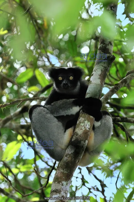 : Indri - largest lemur : Indri - largest lemur