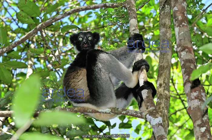 : Indri - largest lemur : Indri - largest lemur