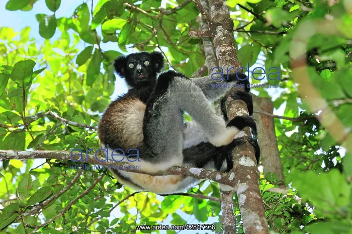 : Indri - largest lemur : Indri - largest lemur