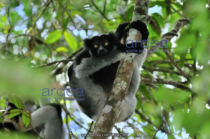 : Indri - largest lemur : Indri - largest lemur