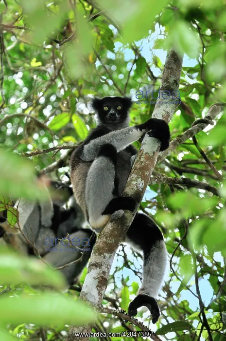 : Indri - largest lemur : Indri - largest lemur