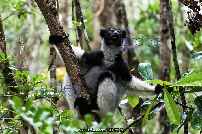  : Indri Lemur on tree