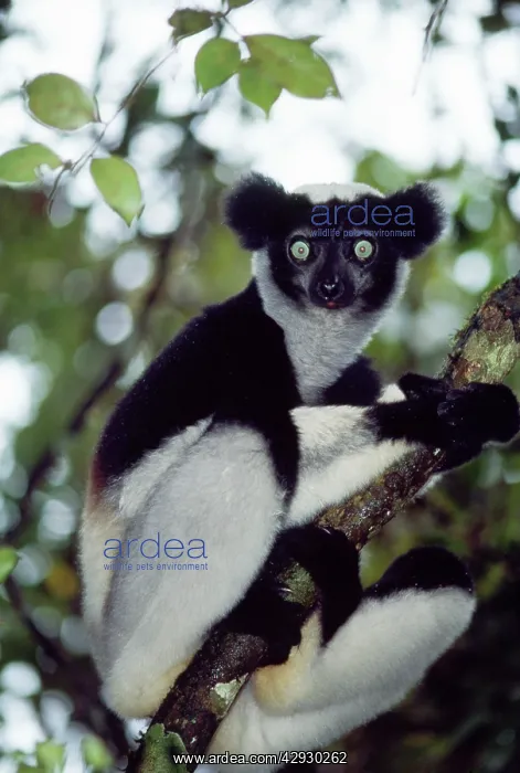 : INDRI - SITTING IN TREE : INDRI - SITTING IN TREE