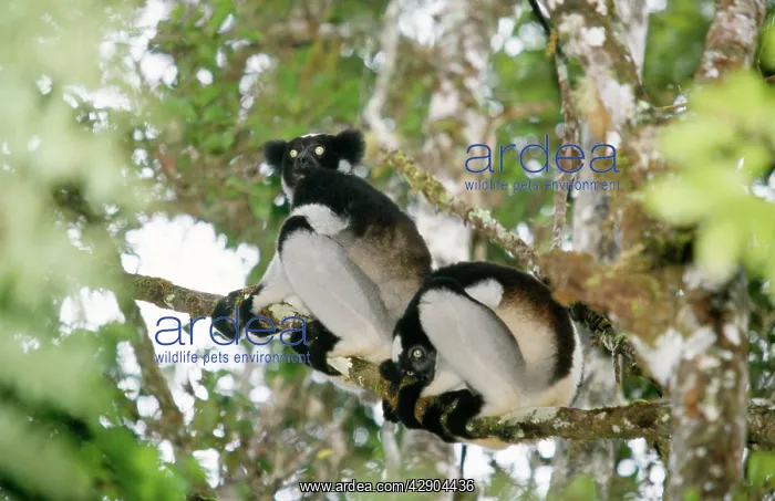: Indri - two in tree : Indri - two in tree