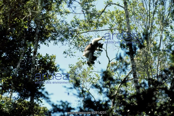 : Indris - leaping between trees : Indris - leaping between trees