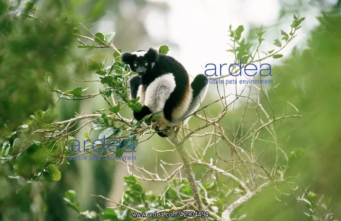 : INDRIS - in tree : INDRIS - in tree