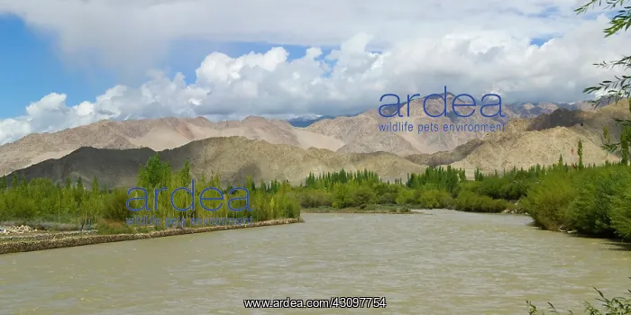 : Indus River in the valley, Leh, Ladakh : Indus River in the valley, Leh, Ladakh