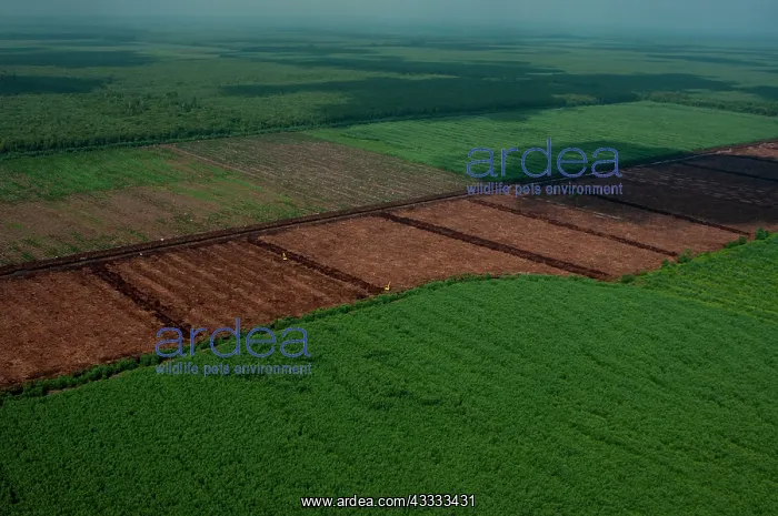 : Industrial timber plantation for paper, Riau, Su : Industrial timber plantation for paper, Riau, Su
