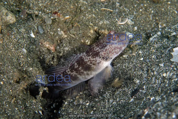 : Inexplicable Shrimpgoby by hole entrance - Secret Bay, Bali : Inexplicable Shrimpgoby by hole entrance - Secret Bay, Bali