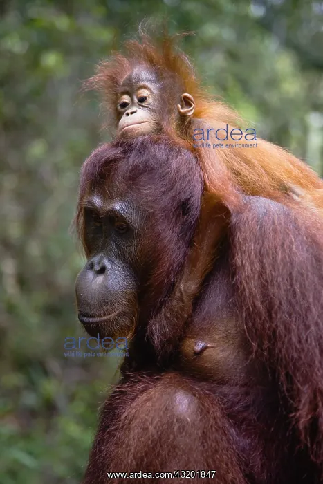 : An infant orangutan (Pongo pygmaeus) riding on : An infant orangutan (Pongo pygmaeus) riding on