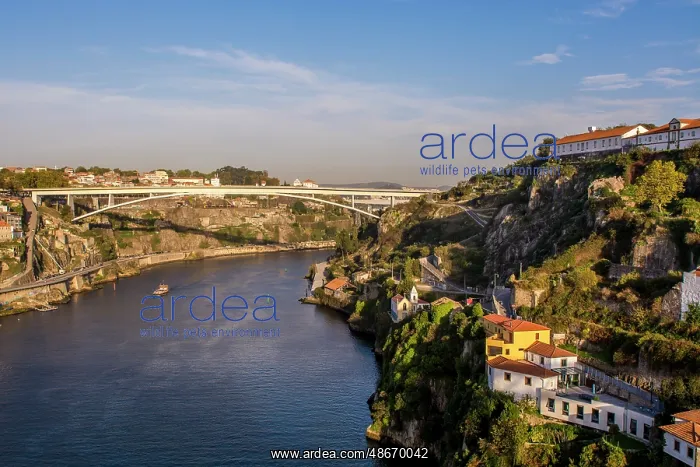 : Infante Bridge across the Douro River, Porto, Portugal : Infante Bridge across the Douro River, Porto, Portugal