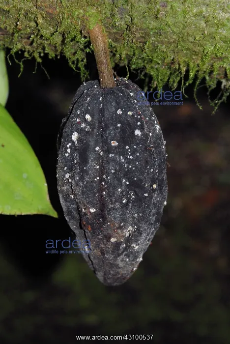 : Infected Cacoa Pod : Infected Cacoa Pod