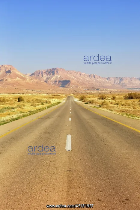 : Infinity road drive ride empty lonely desert landscape : Infinity road drive ride empty lonely desert landscape