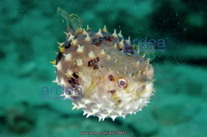 : Inflated Orbicular Burrfish : Inflated Orbicular Burrfish