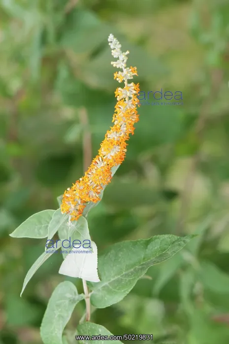 : Inflorescence of Buddleja polystachya, Liguria, Italy : Inflorescence of Buddleja polystachya, Liguria, Italy