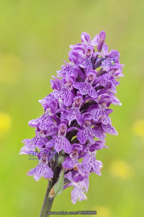 : Inflorescence detail of the heath spotted-orchid : Inflorescence detail of the heath spotted-orchid