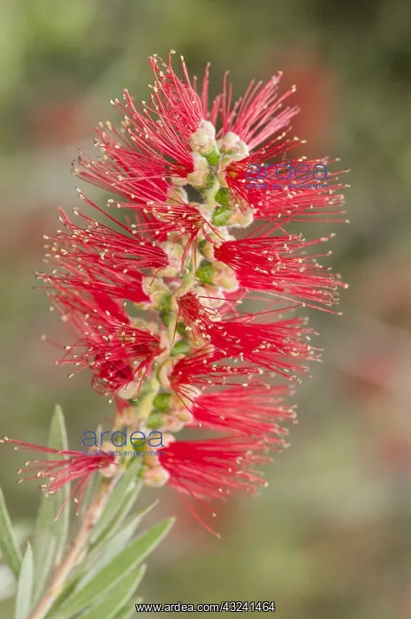 : Inflorescence particular of weeping bottlebrush or creek : Inflorescence particular of weeping bottlebrush or creek