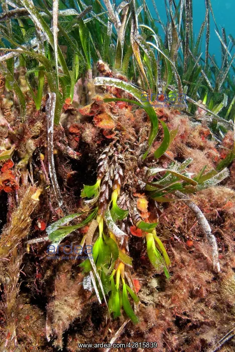 : Inflorescence of Seagrass Meadows, Posidonia Oceanica, Ischi : Inflorescence of Seagrass Meadows, Posidonia Oceanica, Ischi