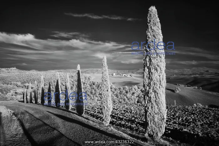 : Infra Red Black & White view of drive lined : Infra Red Black & White view of drive lined