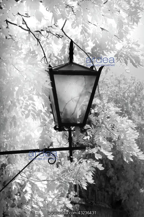 : Infra Red Black & White view of light fixture : Infra Red Black & White view of light fixture