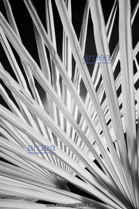 : Infra Red Black & White view of palm tree : Infra Red Black & White view of palm tree