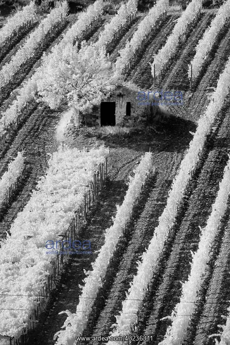: Infra Red Black & White view of small stone : Infra Red Black & White view of small stone