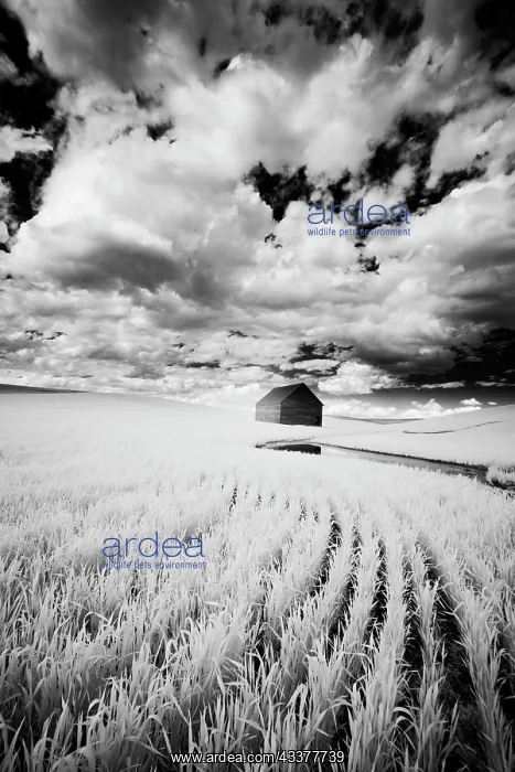 : Infrared Palouse fields and barn. (PR) : Infrared Palouse fields and barn. (PR)