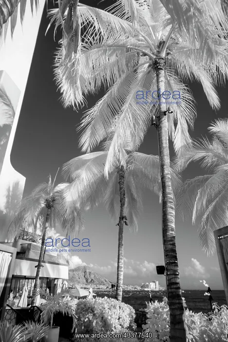 : Infrared, Waikiki, Honolulu, Waikiki, Hawaii : Infrared, Waikiki, Honolulu, Waikiki, Hawaii