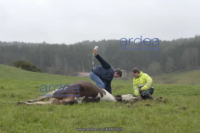 : Infusion of a cow suffering from hypocalcaemia : Infusion of a cow suffering from hypocalcaemia