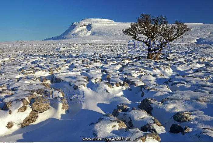 : Ingleborough seen from White Scars, North Yorkshire : Ingleborough seen from White Scars, North Yorkshire