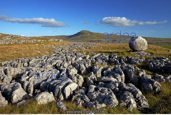 : Ingleborough viewed from Twistleton Scars, Yorkshire : Ingleborough viewed from Twistleton Scars, Yorkshire