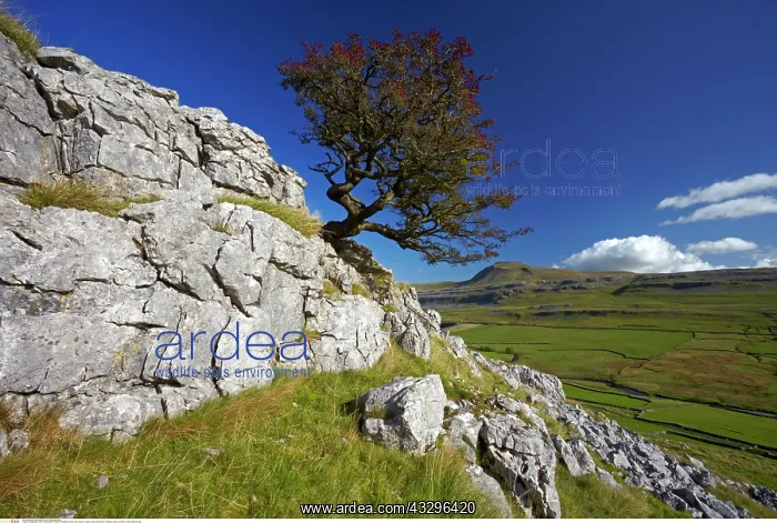 : Ingleborough viewed from Twistleton Scars, Yorkshire : Ingleborough viewed from Twistleton Scars, Yorkshire