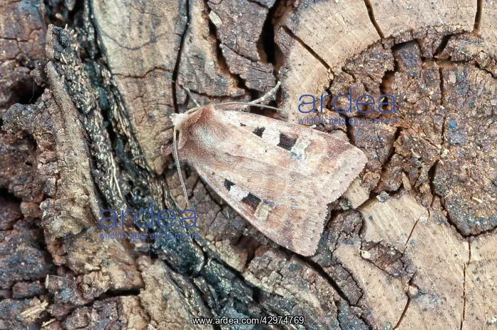: Ingrailed Clay Moth - On dead timber : Ingrailed Clay Moth - On dead timber