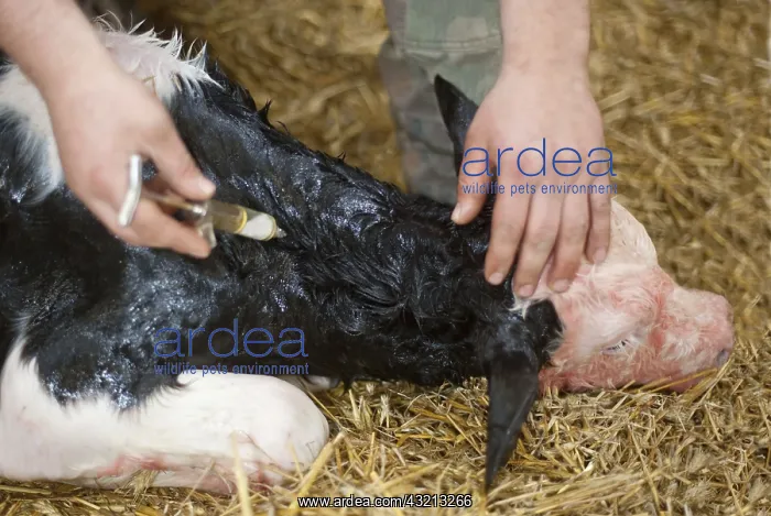 : Injection of a heart tonic to a newborn calf France : Injection of a heart tonic to a newborn calf France