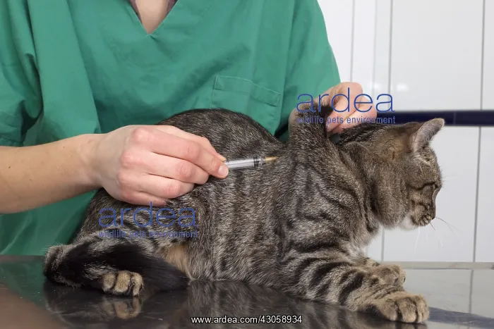 : Injection of a treatment or vaccine to an European Chat : Injection of a treatment or vaccine to an European Chat