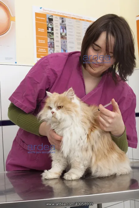 : Injection of a treatment or vaccine to a Persian cat : Injection of a treatment or vaccine to a Persian cat