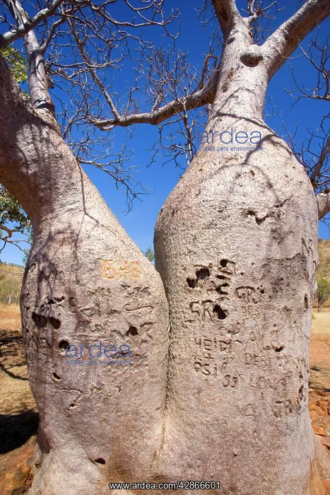 : Injured Baobab / Boab - This impressive specimen : Injured Baobab / Boab - This impressive specimen