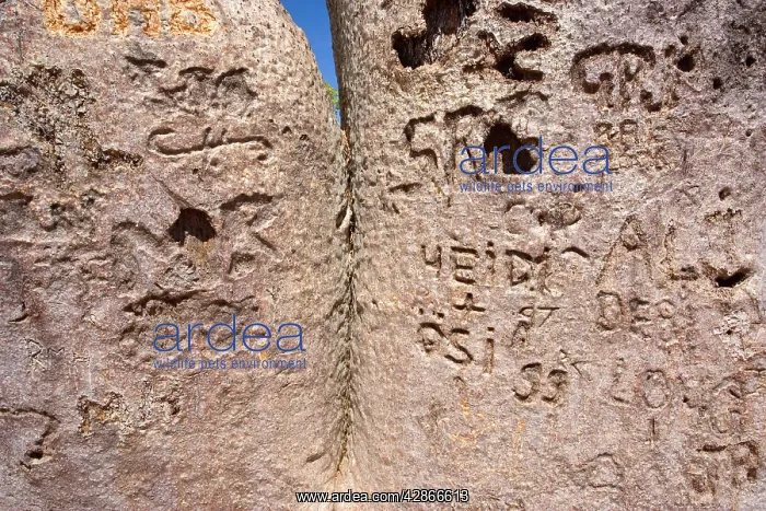 : Injured Baobab / Boab - This impressive specimen : Injured Baobab / Boab - This impressive specimen