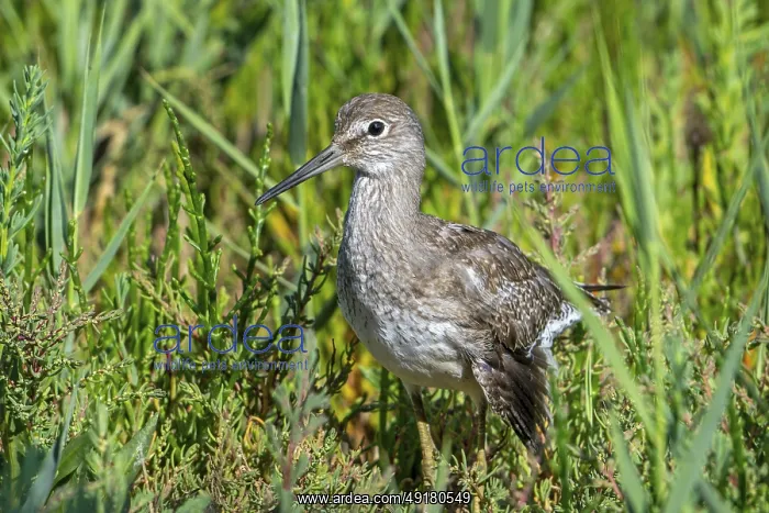  : Injured common redshank (Tringa totanus) juvenile with broken wing hiding in glasswort vegetation in coastal saltmarsh